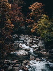 Превью обои ручей, лес, деревья, камни, вода