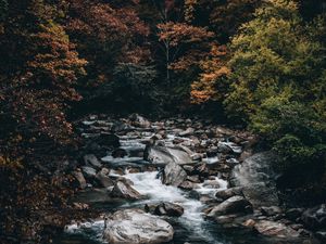 Превью обои ручей, лес, деревья, камни, вода