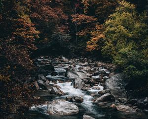 Превью обои ручей, лес, деревья, камни, вода