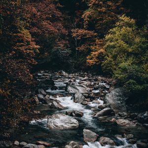 Превью обои ручей, лес, деревья, камни, вода