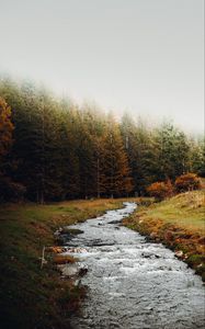 Превью обои ручей, лес, деревья, осень, пейзаж