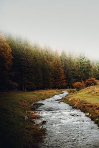 Превью обои ручей, лес, деревья, осень, пейзаж