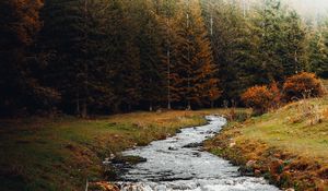 Превью обои ручей, лес, деревья, осень, пейзаж