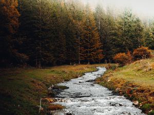 Превью обои ручей, лес, деревья, осень, пейзаж