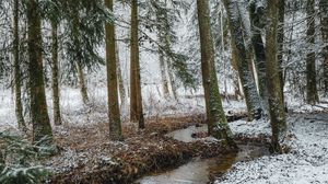 Превью обои ручей, лес, деревья, сосны, снег, зима