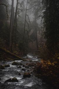 Превью обои ручей, лес, туман, природа, мрак