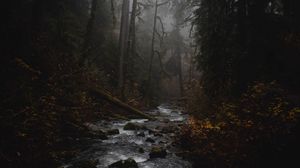 Превью обои ручей, лес, туман, природа, мрак