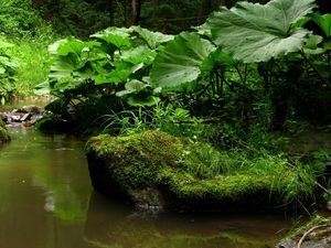 Превью обои ручей, река, лес, камни, журчание, лопухи, растительность
