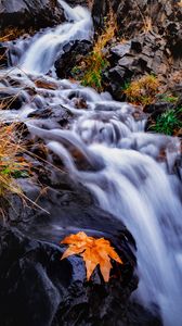 Превью обои ручей, река, листок, трава, вода