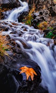 Превью обои ручей, река, листок, трава, вода