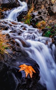 Превью обои ручей, река, листок, трава, вода