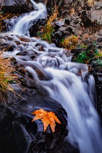 Превью обои ручей, река, листок, трава, вода