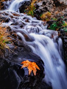 Превью обои ручей, река, листок, трава, вода