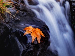 Превью обои ручей, река, листок, трава, вода