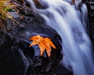 Превью обои ручей, река, листок, трава, вода