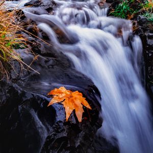 Превью обои ручей, река, листок, трава, вода