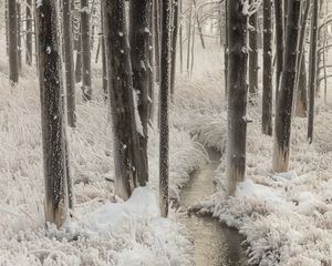 Превью обои ручей, рука, заморозки, деревья