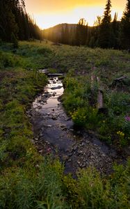 Превью обои ручей, трава, поле, деревья, закат, природа