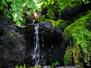 Превью обои ручей, вода, камень, мокрый, листья