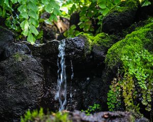 Превью обои ручей, вода, камень, мокрый, листья