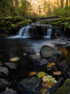 Превью обои ручей, вода, камни, лес, осень