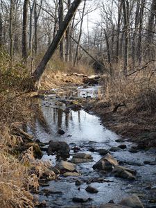 Превью обои ручей, вода, камни, деревья, кусты