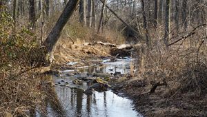 Превью обои ручей, вода, камни, деревья, кусты