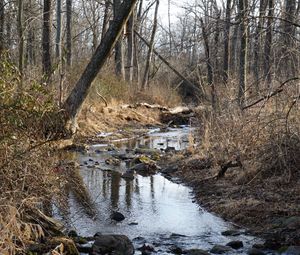 Превью обои ручей, вода, камни, деревья, кусты