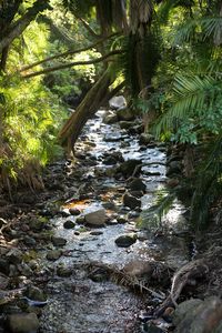 Превью обои ручей, вода, камни, деревья, природа