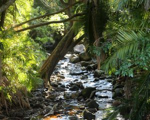 Превью обои ручей, вода, камни, деревья, природа