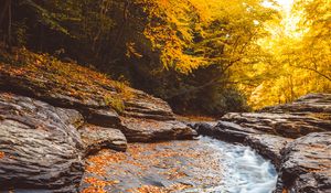 Превью обои ручей, вода, опавшая листва, деревья, осень