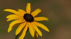 Превью обои рудбекия, цветок, лепестки, растение, природа, макро, фон