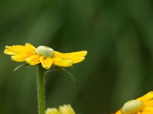 Превью обои рудбекия, цветок, лепестки, желтый