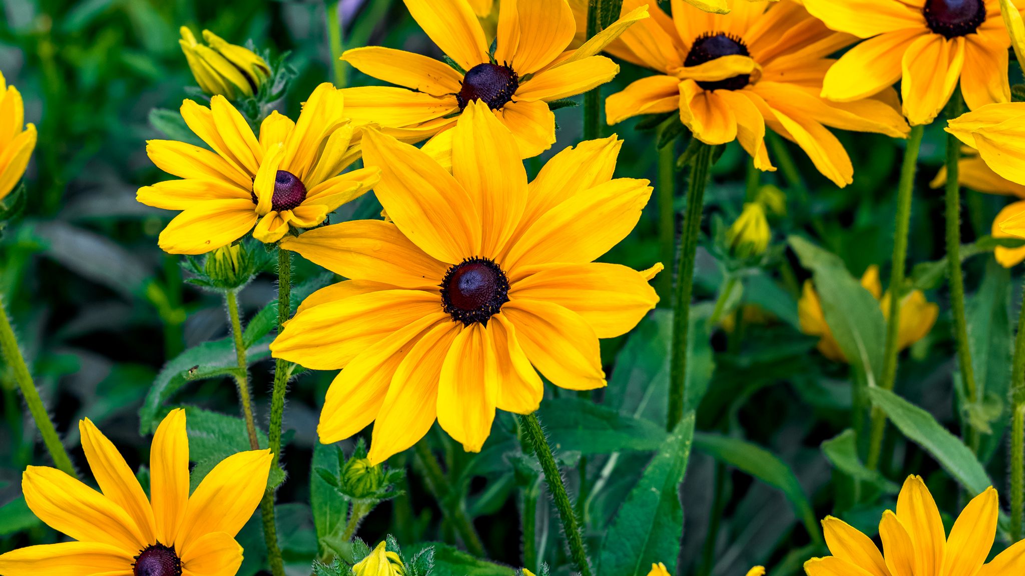 Рудбекия Rudbeckia Flamenco Yellow