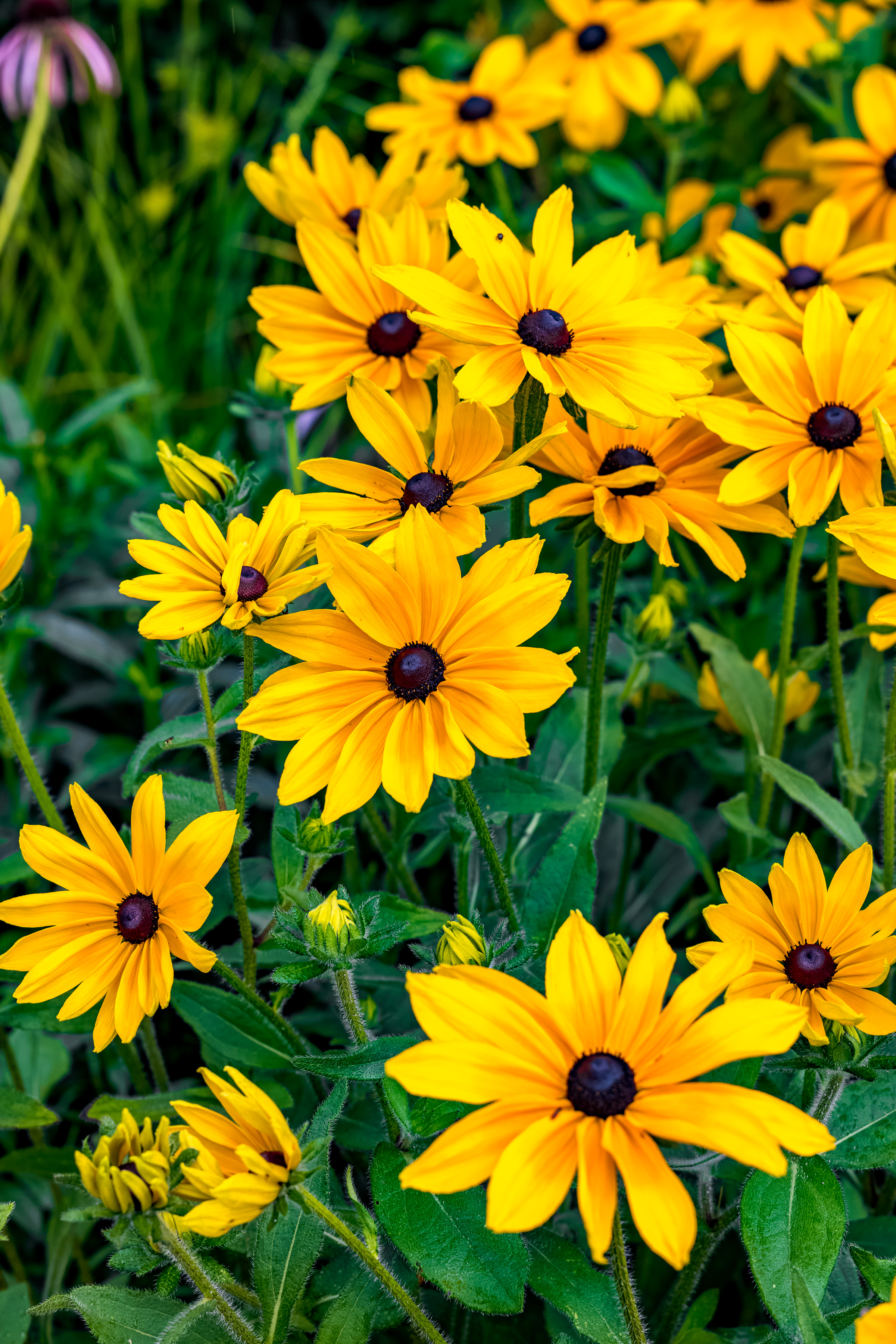 Рудбекия Rudbeckia Flamenco Yellow