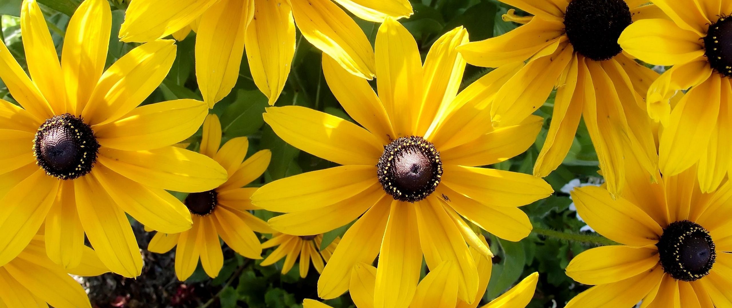 Рудбекия Rudbeckia Flamenco Yellow