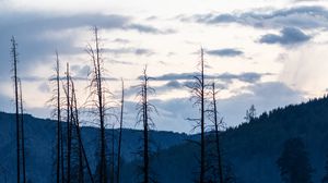 Превью обои рука, деревья, лес, мрачный