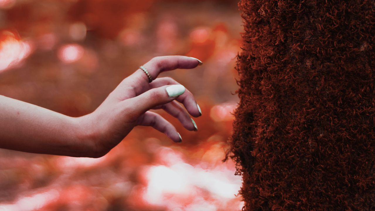 Обои рука, дерево, мох, касание