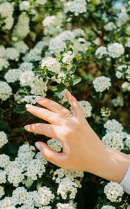 Превью обои рука, кольцо, цветы, цветение