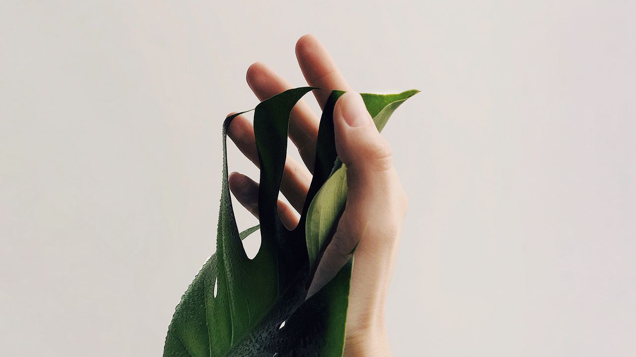 Обои рука, лист, минимализм, растение, капли