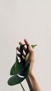 Превью обои рука, лист, минимализм, растение, капли