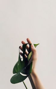 Превью обои рука, лист, минимализм, растение, капли