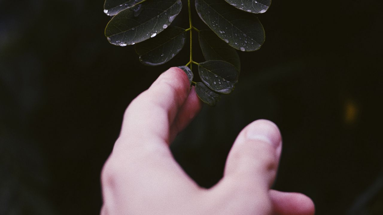 Обои рука, лист, пальцы, растение