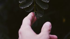 Превью обои рука, лист, пальцы, растение