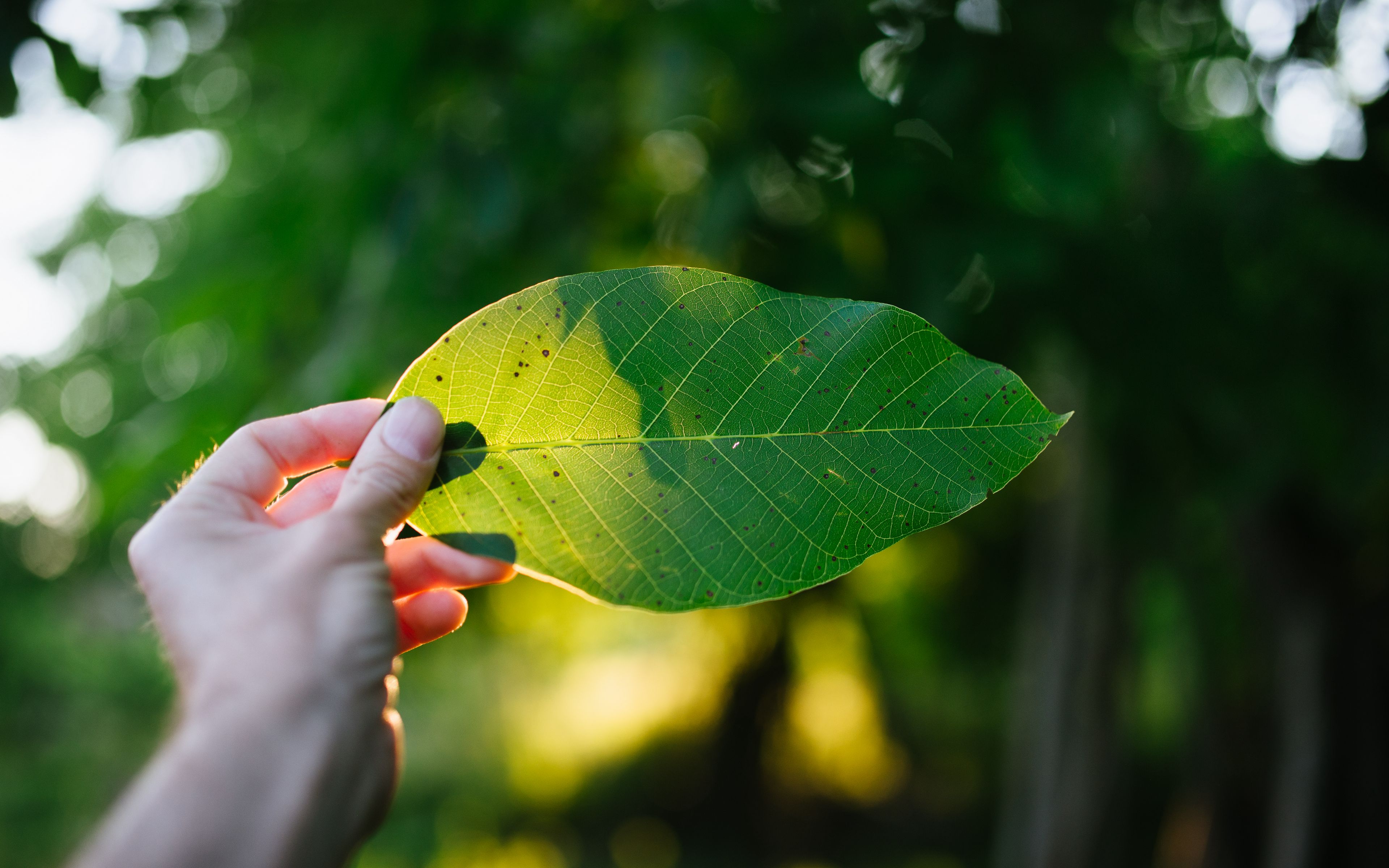 Света лист. Лист в руке. Зелено желтый лист в руке. Leaf hand. Фото в руке листик на фоне природы.