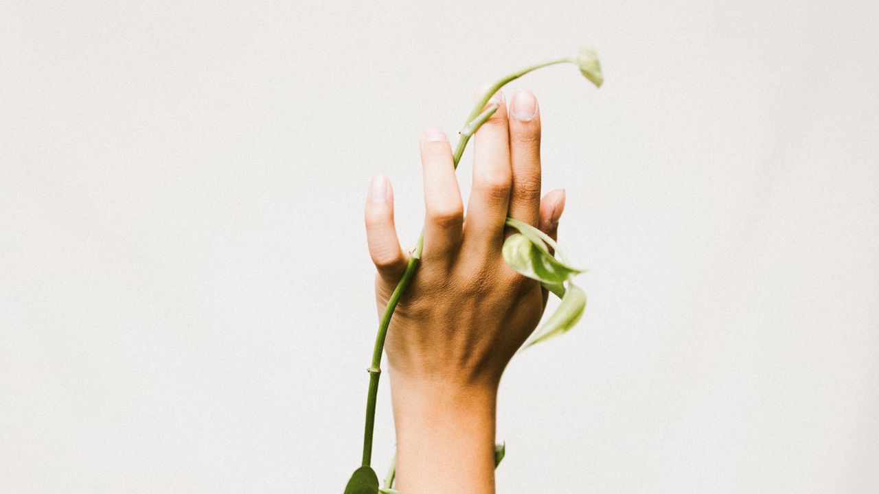 Обои рука, растение, лиана, зеленый