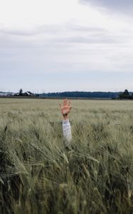 Превью обои рука, ребенок, поле, луг, трава, колосья