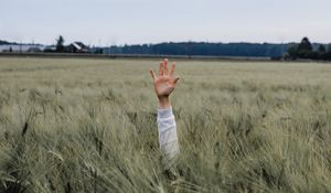 Превью обои рука, ребенок, поле, луг, трава, колосья