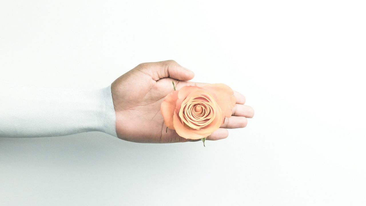 Обои рука, роза, минимализм, цветок, стена