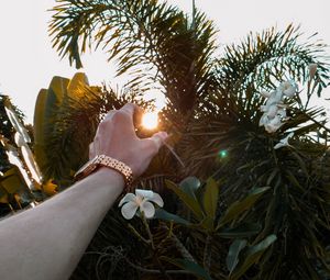 Превью обои рука, солнце, ветки, листья